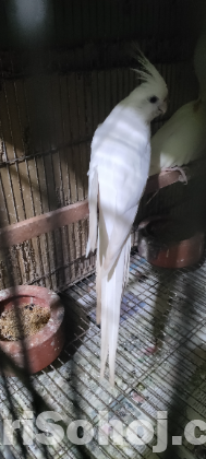 Tame Albino & adult female cockatiel